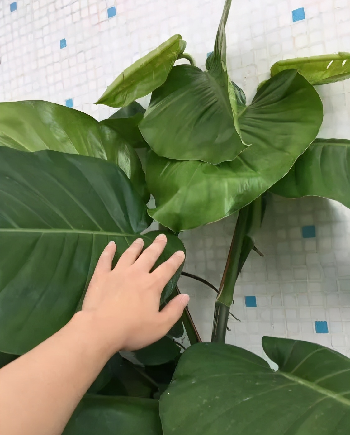 农村绿萝泛滥成灾,绿萝怎么防止烂根