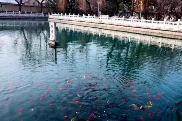 冬季山东山泉水最美最有韵味？济南山泉水美？泰山上下一片银白？