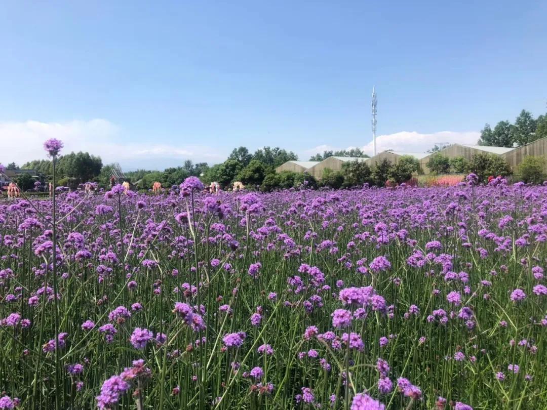 战旗村妈妈农庄,到战旗村妈妈农庄怎么走