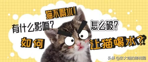 猫咪为什么喝水少会膀胱炎,为什么猫咪喝水要水泵