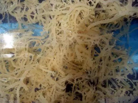 渔民海鲜大全,渔民整理的海鲜河鲜大全