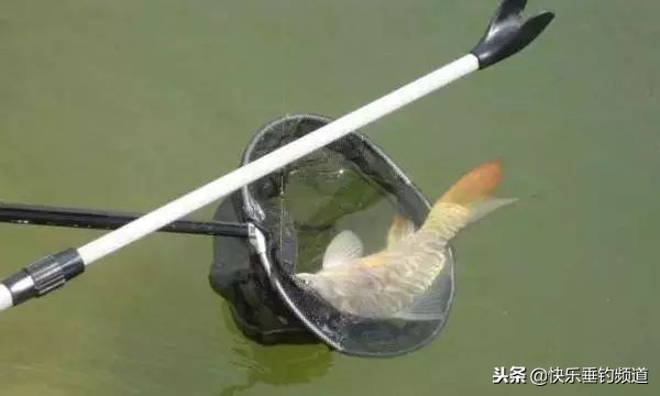 自然水域钓青鱼的最佳选位方法,野钓大青鱼最好的方法