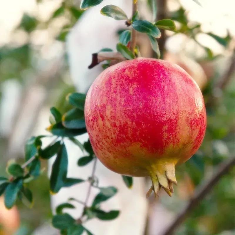 新品上市突尼斯软籽酸甜口石榴,正宗突尼斯软籽石榴成都