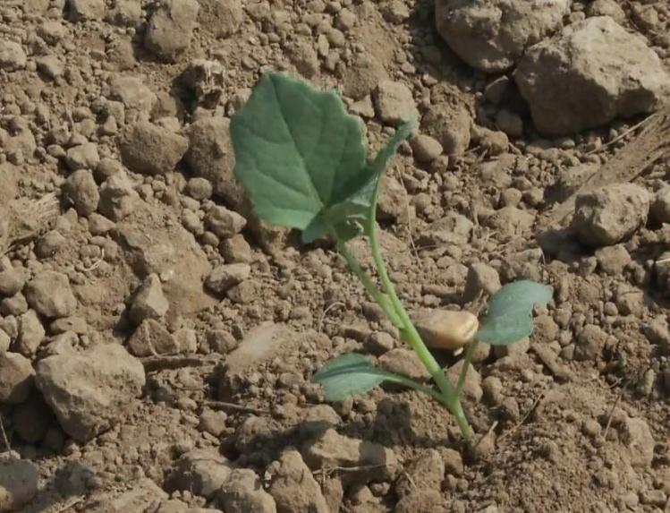 现在栽秧苗用什么机器,双轴气动移栽机械手教学视频