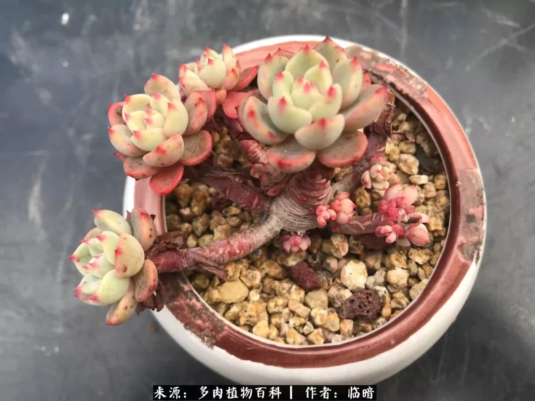 多肉带给我的感情,多肉给人们带什么作用