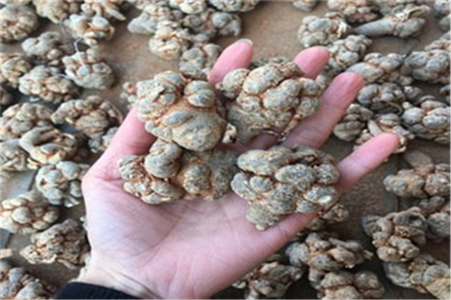 田七苗期病害,田七种植技术和产量