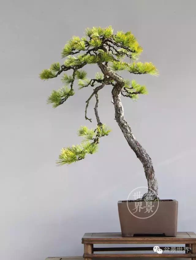 松树盆景经典大片,大斜杆式盆景得金奖作品松树