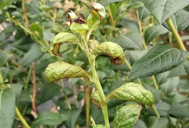 蓝莓病虫害防治视频教学,蓝莓常见虫害及防治知识回答