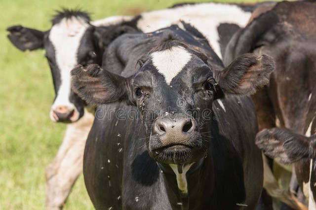 伊蚊是什么蚊子,伊蚊是哪个地区的蚊子