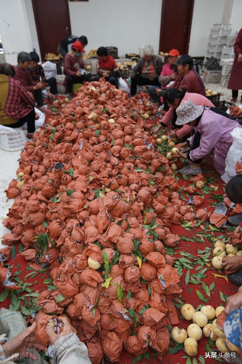 俗称丑桃古老的桃子品种,爆炸桃老品种