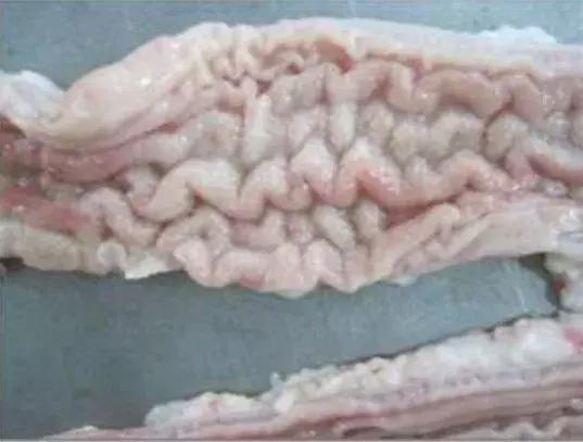 猪增生性回肠炎临床症状,圆环引起中大猪的增生性肠炎