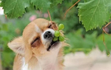 海姆立克急救法狗狗急救视频,狗狗意外车祸怎么平复心情