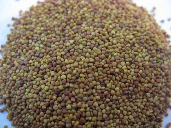 白三叶怎么盆栽种植,白三叶草坪怎么种植