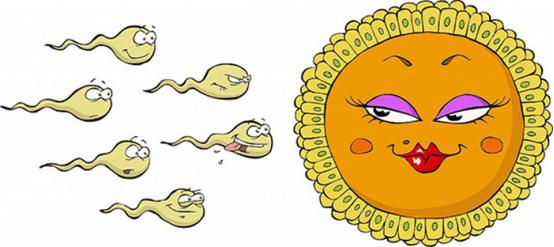 排卵期同房最易怀孕?如果这些地方出了问题,你同样难以受孕!