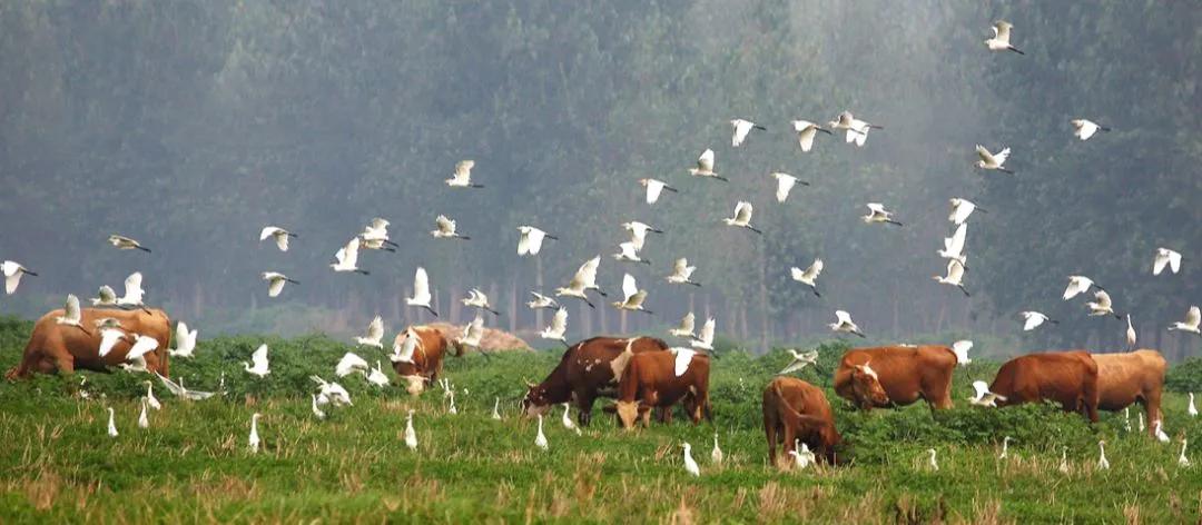 宿迁定居的优缺点,宿迁居住环境
