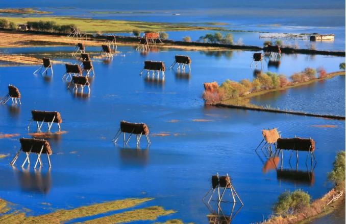 草原上特有的狼毒花,香格里拉狼毒花在哪里