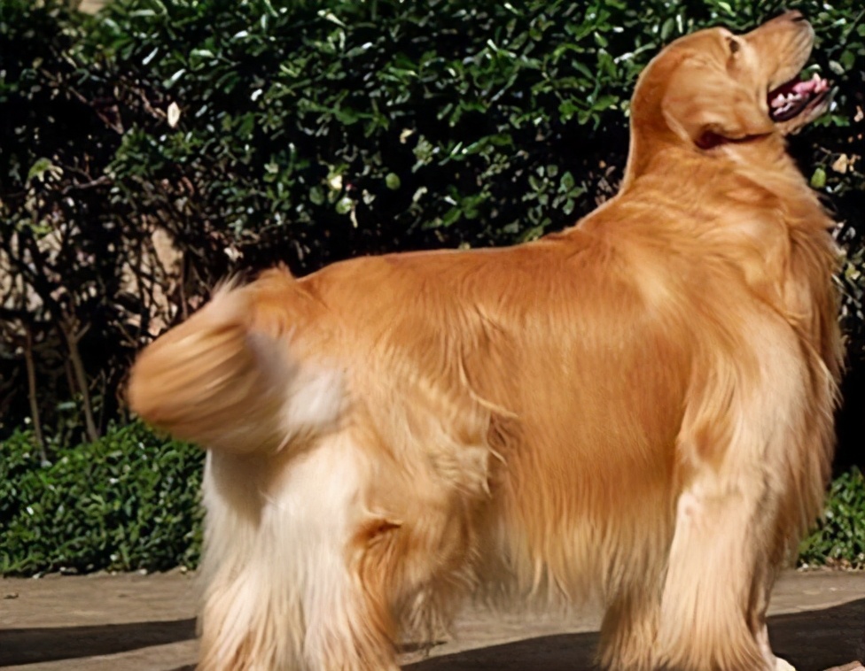 金毛吃醋护主,金毛跟兔子吃醋表现怎么样