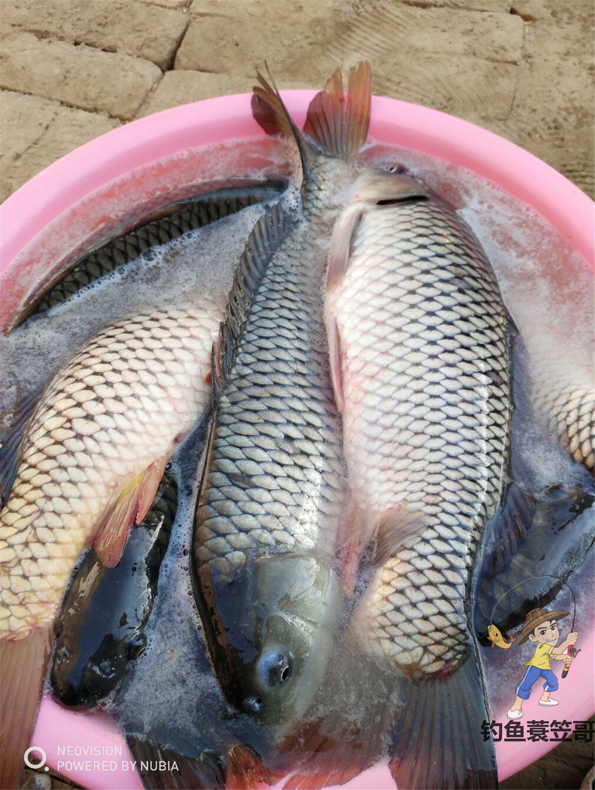 小鱼太闹怎么钓鲫鱼,小鱼太闹了用什么饵