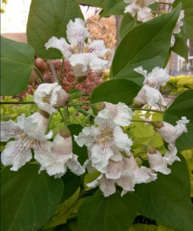 楸木原木价格,正宗楸木