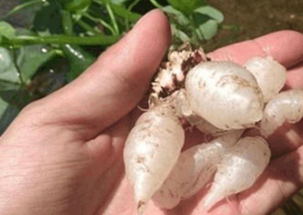 三叶草属于幸运草吗,三叶草是幸运的象征