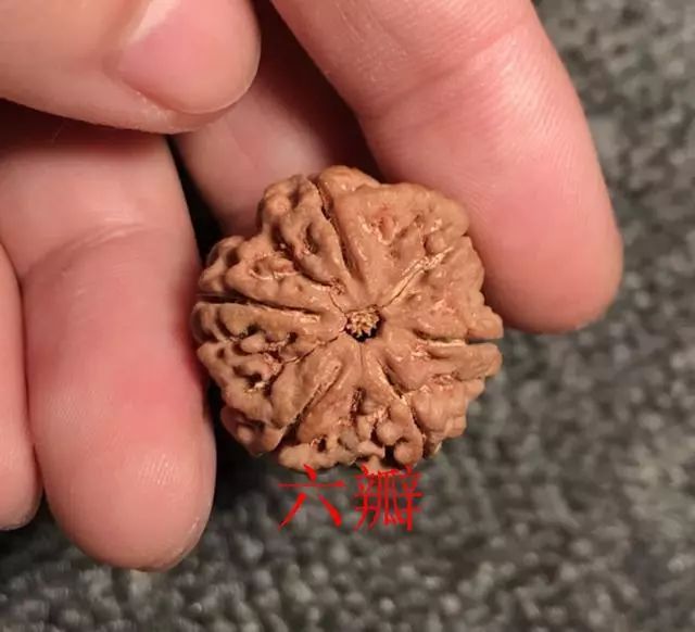 金刚菩提尼泊尔印尼区别,尼泊尔小金刚菩提子怎样快速变红