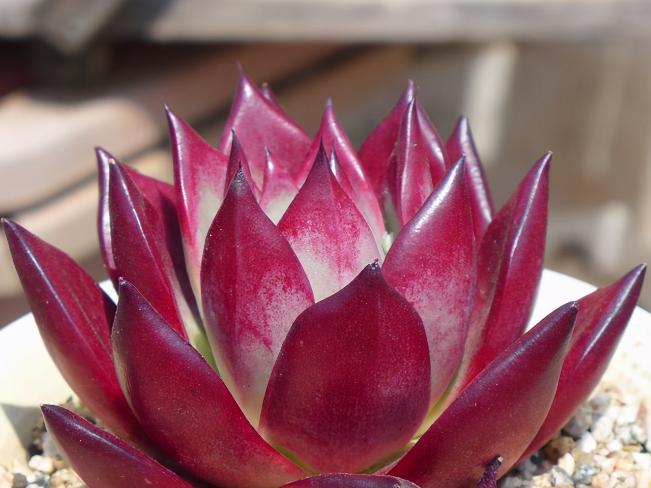 多肉冻伤了怎么挽救,轻微冻伤的多肉叶片还能恢复吗