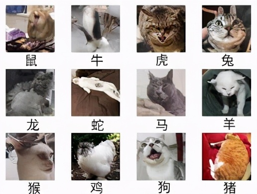 美仕唐纳滋猫粮怎么样,美士猫粮官网