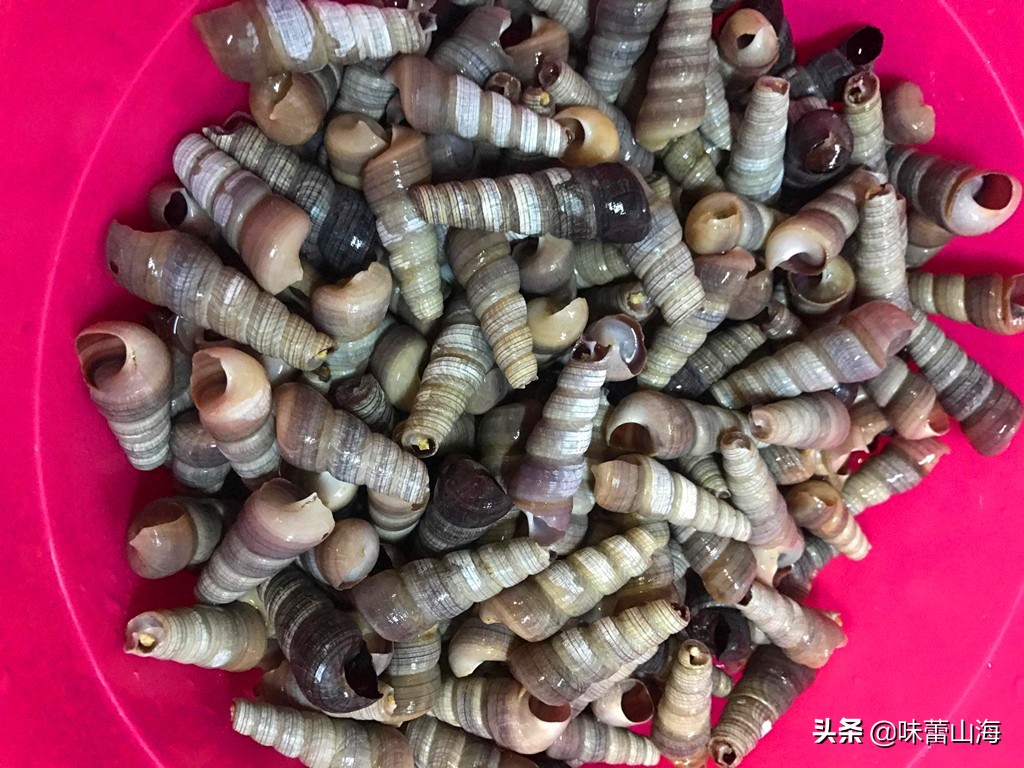 辣炒钉螺冷吃,辣炒钉螺的正确吃法图解