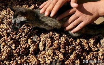 越南的猫屎咖啡怎么样,如何辨别猫屎咖啡真假