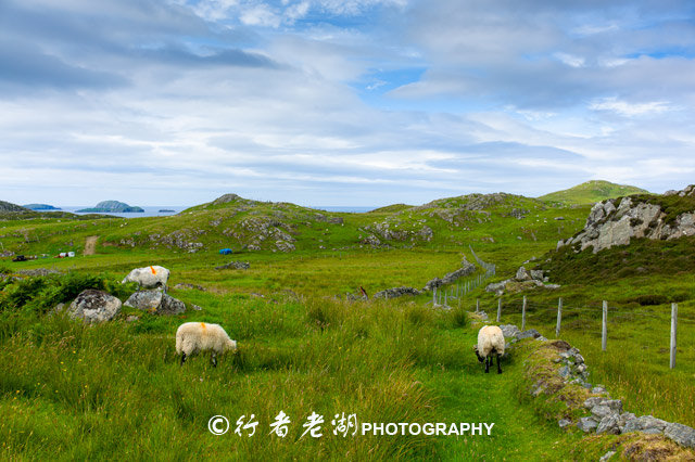 哈里斯粗花呢面料属于什么档次,哈里斯粗花呢面料