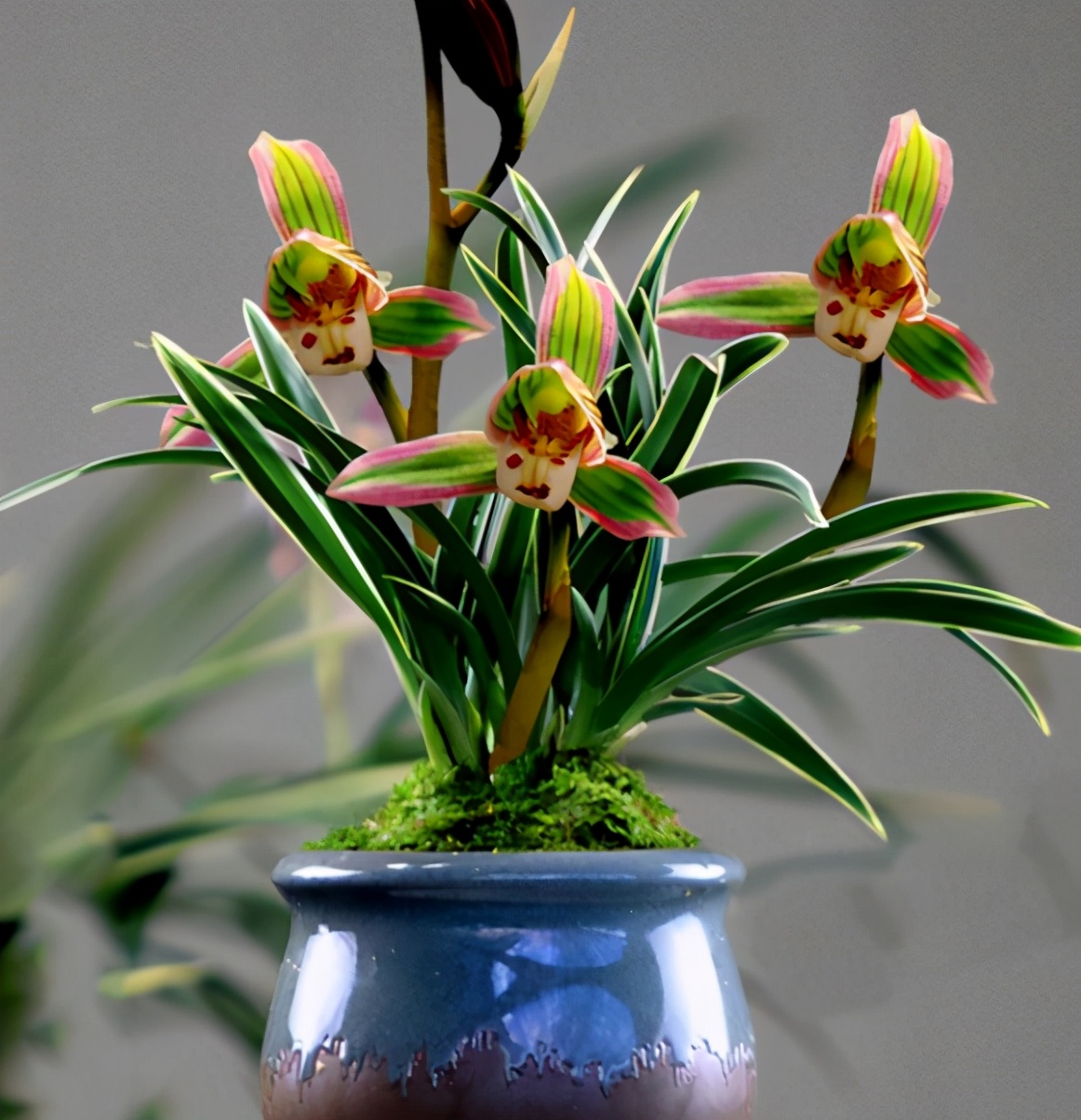 兰花图片及品种金边兰,兰花界的扛把子花色神秘叶带金边