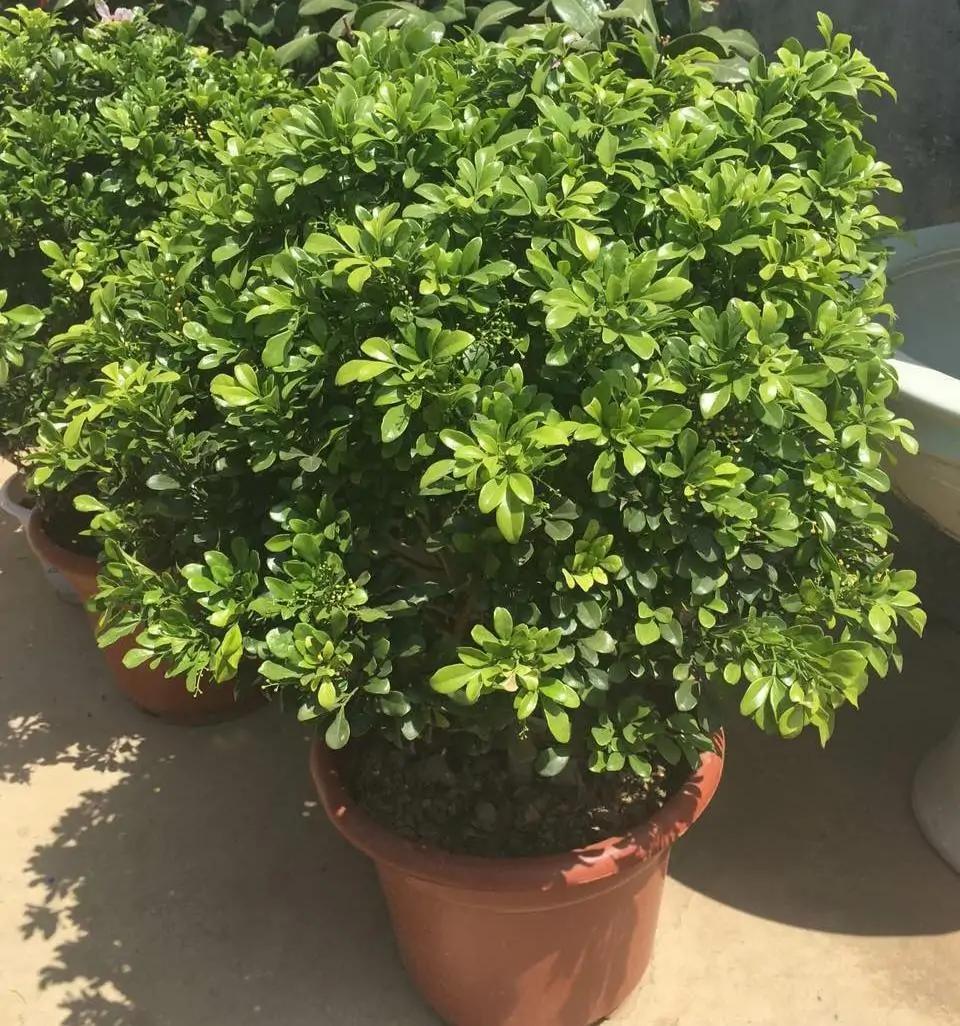 养米兰花喜欢阳光,米兰花冬季养护要注意哪些