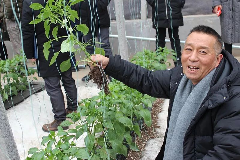 无土栽培和土壤种植技术研究所,农业无土栽培技术培训