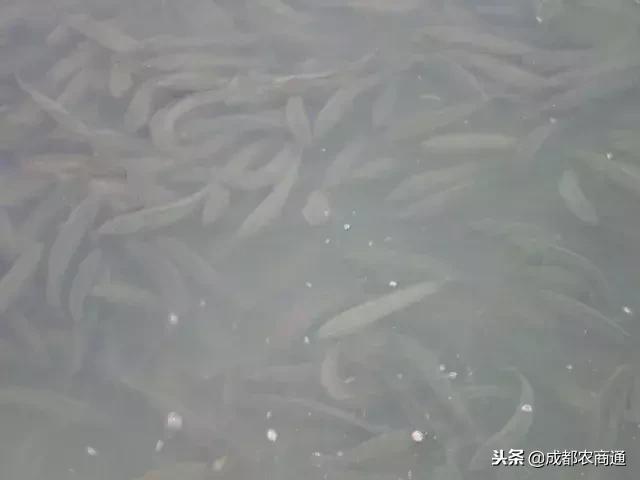 全国黑鱼养殖基地,黑鱼养殖大棚建造