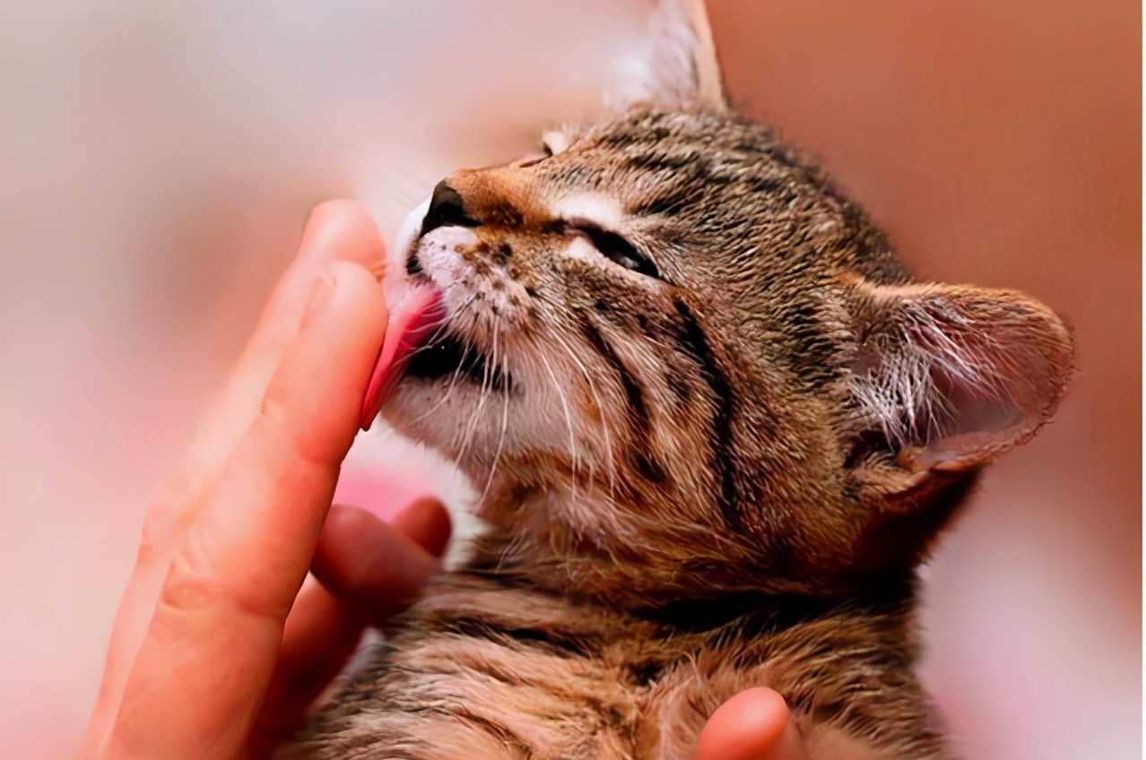 养猫的注意事项和喂养,养猫的正确喂养方法