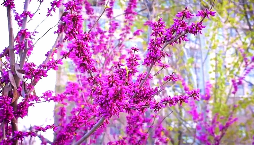 七绝诗新韵原创,五绝中华新韵的诗