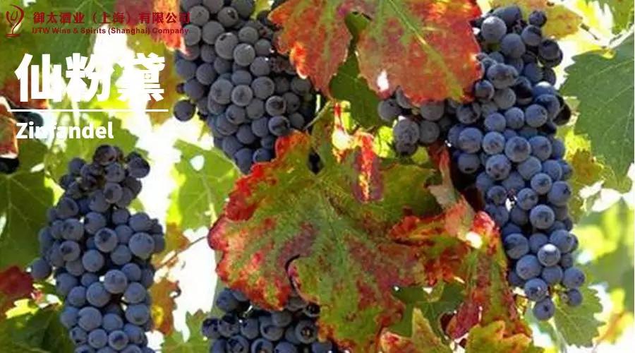 世界葡萄品种最甜十大排名榜,世界十大葡萄酒葡萄品种介绍