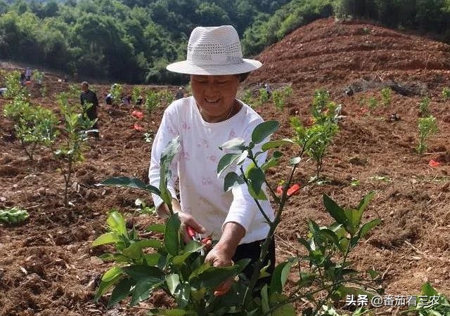 柠檬高产管理技术视频,广东香水柠檬高产种植技术