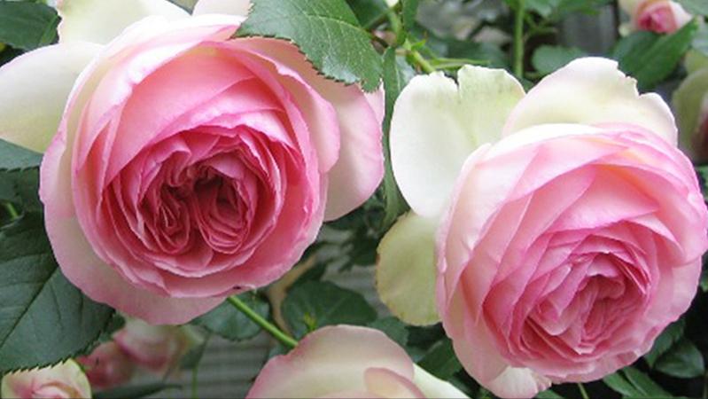 送的玫瑰花和月季一样吗,送玫瑰和月季代表什么