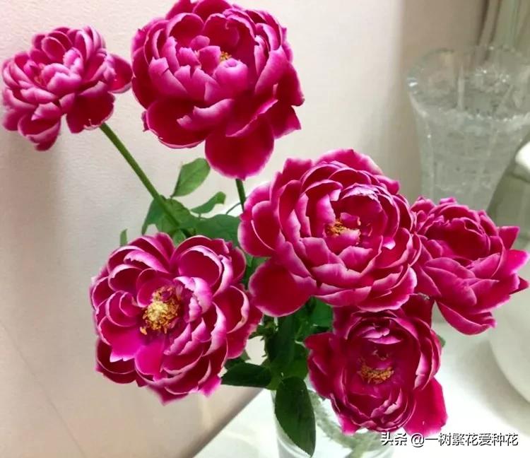 月季日本玛丽如何冬剪,日本玛丽月季的养殖方法