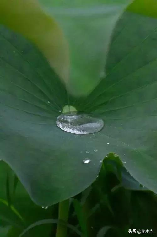 夏夜诗词佳句：松间小槛接波平，月澹烟沉暑气清