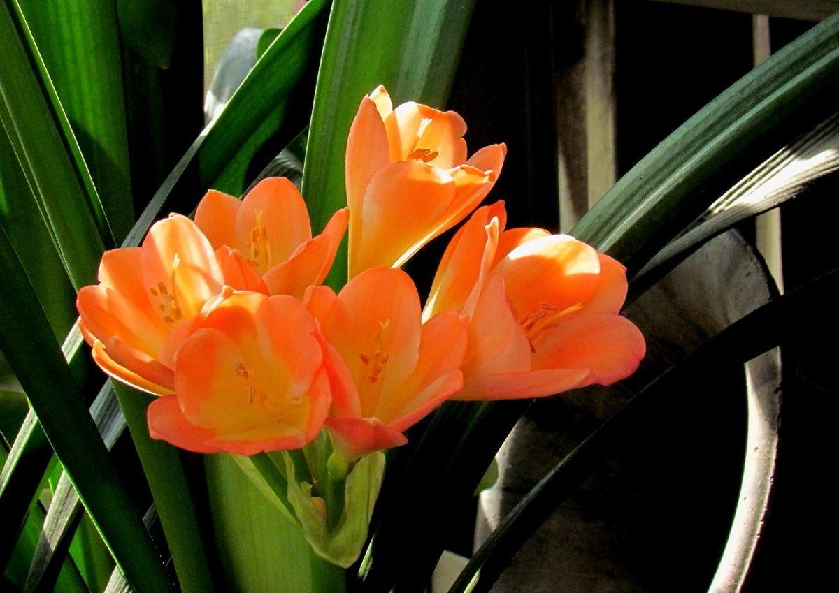 君子兰开花不出花苞是什么原因,君子兰出花苞怎样快速开花