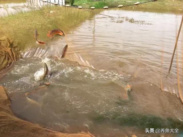 养金龙鱼过程马来西亚,马来西亚养金龙