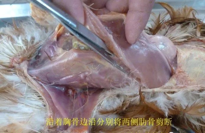 家禽常见疾病及检测方法书籍,家禽疾病如何检测