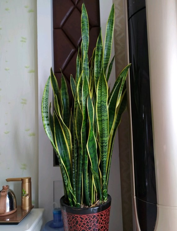 虎皮兰太高了容易倒怎么办,虎皮兰叶子长得太高了怎么办