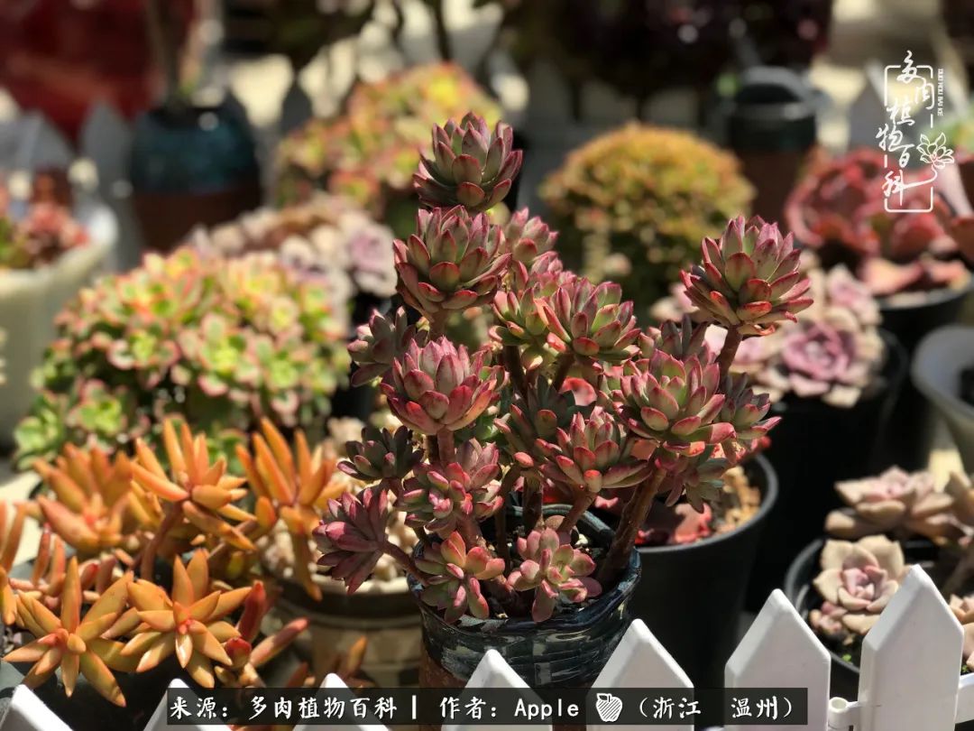 多肉成长记观察记录怎么写,多肉成长记录观察展板