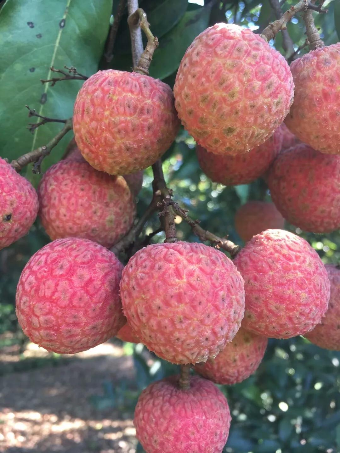 黑叶荔枝批发价,几万斤黑叶荔枝卖不出去