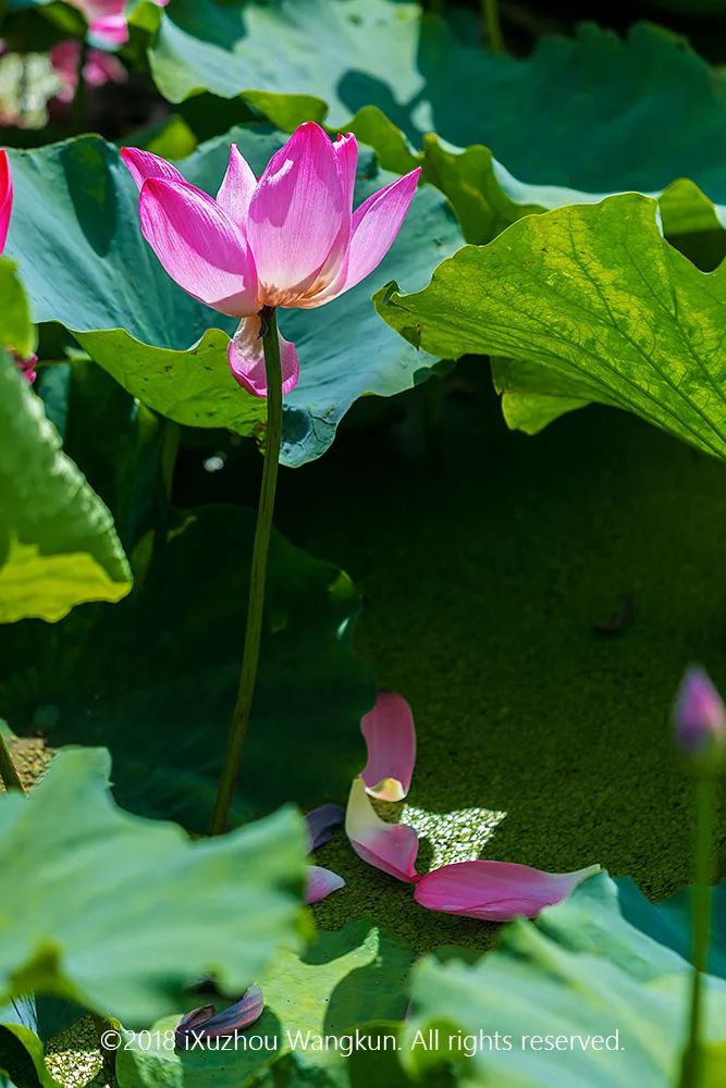 徐州荷花欣赏景区,徐州云龙湖赏荷花