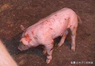 猪尿血便血是什么原因,猪尿血是什么病怎么治用什么药