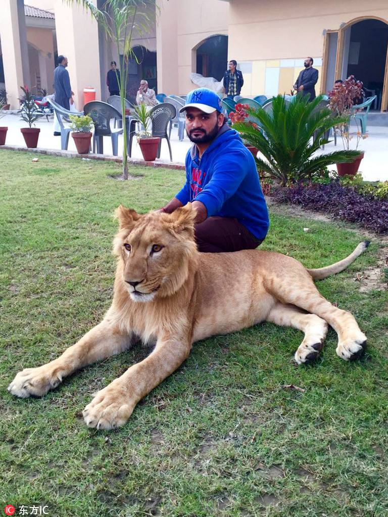 野生动物可以作为宠物吗